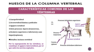 1.CuerpoVertebral
2.Arcovertebral:lámina y pedículos
3.Agujero vertebral
4.Siete procesos: 3pares (transversos,
articulares superiores e inferiores) y uno
impar(espinoso).
Detalles: incisura vertebral
Por la superposición de las vértebras, se
constituye el agujero intervertebral, por el
que salen los nervios espinales.
 