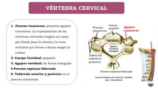 VÉRTEBRA CERVICAL
1. Proceso transverso: presenta agujero
transverso. La superposición de las
vértebras cervicales origina un canal
por donde pasa la arteria y la vena
vertebral que llevan o drena sangre al
cráneo
2. Cuerpo Vertebral: pequeño
3. Agujero vertebral: de forma triangular
4.Proceso espinoso bifurcado
5. Tubérculo anterior y posterior en el
proceso transverso
 