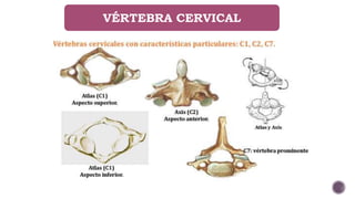 VÉRTEBRA CERVICAL
 