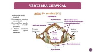 VÉRTEBRA CERVICAL
 