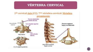 VÉRTEBRA CERVICAL
 