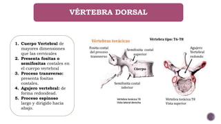 VÉRTEBRA DORSAL
1. Cuerpo Vertebral de
mayores dimensiones
que las cervicales
2. Presenta fositas o
semifositas costales en
el cuerpo vertebral
3. Proceso transverso:
presenta fositas
costales.
4. Agujero vertebral: de
forma redondead.
5. Proceso espinoso
largo y dirigido hacia
abajo.
 