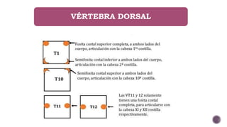 VÉRTEBRA DORSAL
 