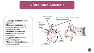 VÉRTEBRA LUMBAR
1. Cuerpo Vertebral muy
voluminoso
2.Proceso espinoso en
forma de hacha, corto y
recto hacia atrás
3.Proceso transverso:
presenta los procesos
costiformes.
4.Agujero vertebral: de
forma triangular
5.Proceso sarticulares en
posición sagital
 