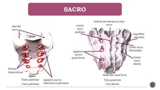 SACRO
 