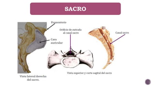 SACRO
 
