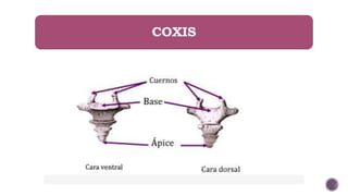 COXIS
 