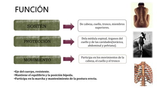 SOSTÉN
PROTECCIÓN
MOVIMIENTO
De cabeza, cuello, tronco, miembros
superiores.
Dela médula espinal, órganos del
cuello y de las cavidades(torácica,
abdominal y pelviana).
Participa en los movimientos de la
cabeza, el cuello y el tronco
•Eje del cuerpo, resistente.
•Mantiene el equilibrio y la posición bípeda.
•Participa en la marcha y mantenimiento de la postura erecta.
 