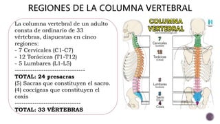 La columna vertebral de un adulto
consta de ordinario de 33
vértebras, dispuestas en cinco
regiones:
- 7 Cervicales (C1-C7)
- 12 Torácicas (T1-T12)
- 5 Lumbares (L1-L5)
--------------------------------
TOTAL: 24 presacras
(5) Sacras que constituyen el sacro.
(4) coccígeas que constituyen el
coxis
------------------------------
TOTAL: 33 VÉRTEBRAS
 