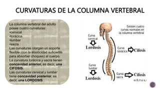 CURVATURAS DE LA COLUMNA VERTEBRAL
La columna vertebral del adulto
posee cuatro curvaturas:
•cervical
•torácica
•lumbar
•sacra
Las curvaturas otorgan un soporte
flexible (con la elasticidad suficiente
para absorber choques) al cuerpo.
La curvatura torácica y sacra tienen
concavidad anterior, es decir, una
CIFOSIS.
Las curvaturas cervical y lumbar
tiene concavidad posterior, es
decir, una LORDOSIS
 