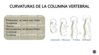 CURVATURAS DE LA COLUMNA VERTEBRAL
Primarias, se nace con ellas:
•Torácica
•Sacra
Secundarias, se desarrollan:
•Cervical
•Lumbar
 