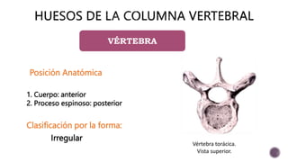 Posición Anatómica
1. Cuerpo: anterior
2. Proceso espinoso: posterior
Clasificación por la forma:
Irregular
Vértebra torácica.
Vista superior.
VÉRTEBRA
 