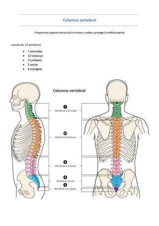 Columna vertebral
Proporciona soporte estructural al tronco y rodea y protege la médula espinal
- consta de 33 vertebras
 7 cervicales
 12 torácicas
 5 lumbares
 5 sacras
 4 coccígeas
 