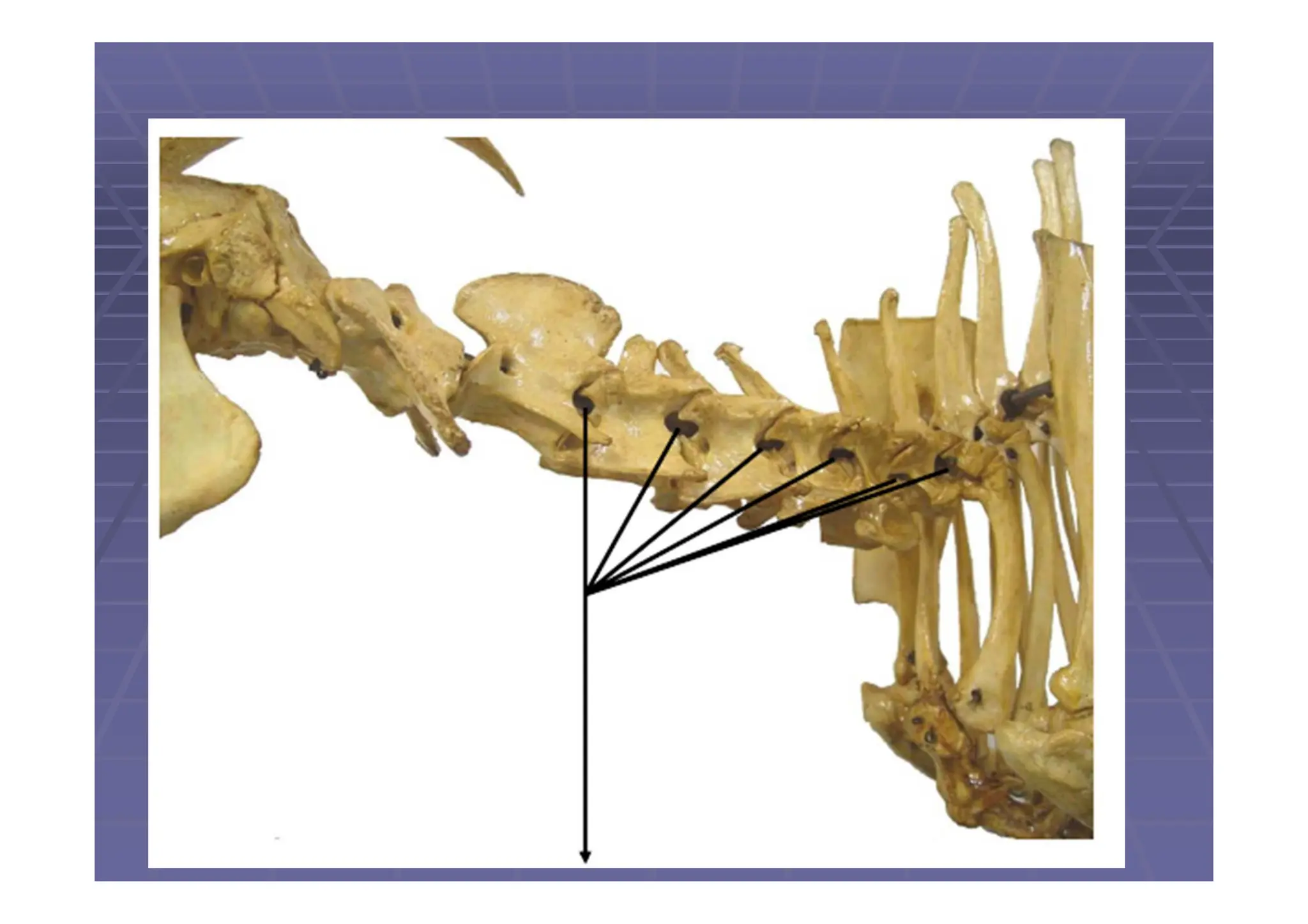 Columna vertebral de los animales domésticos.pdf