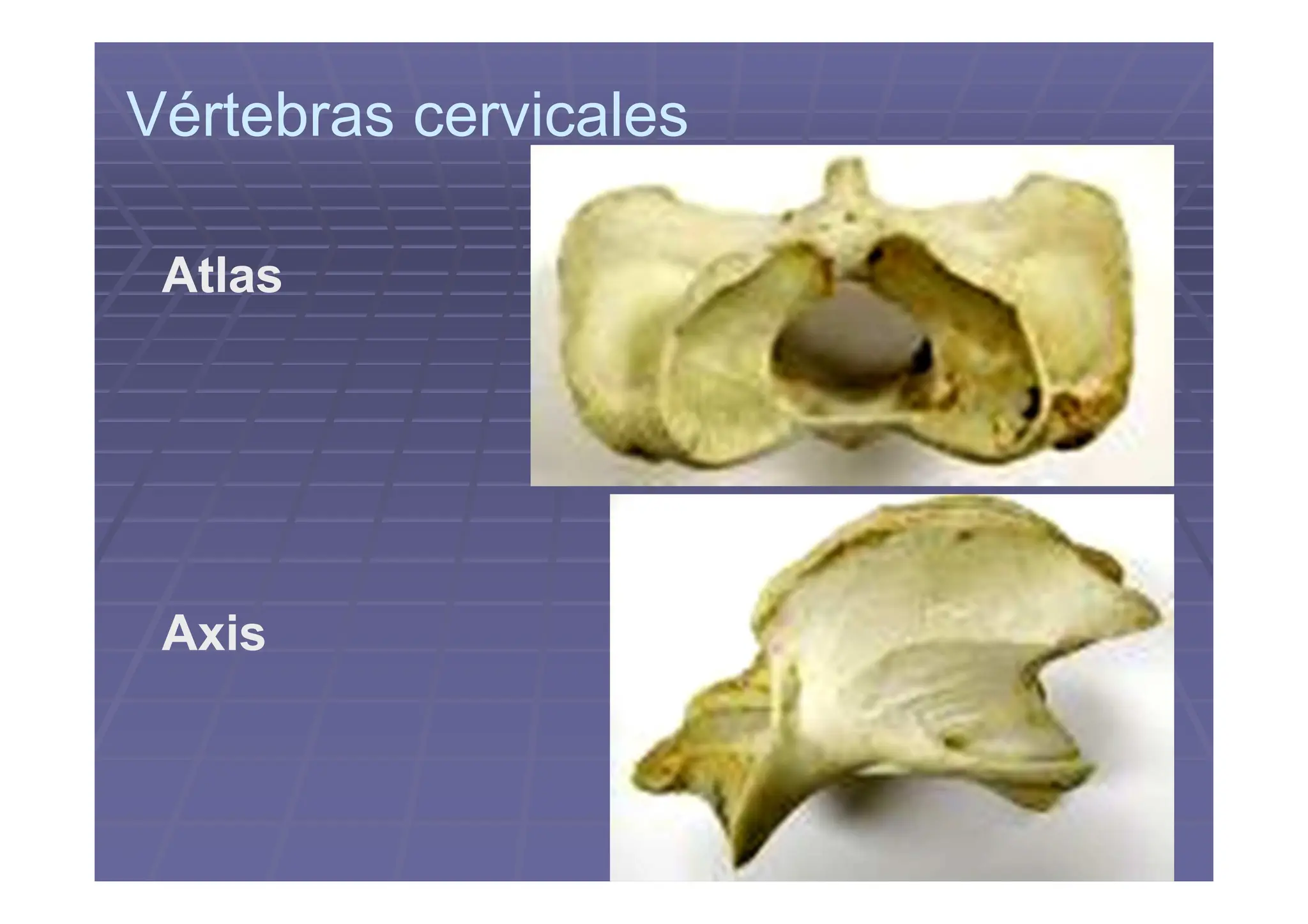 Columna vertebral de los animales domésticos.pdf