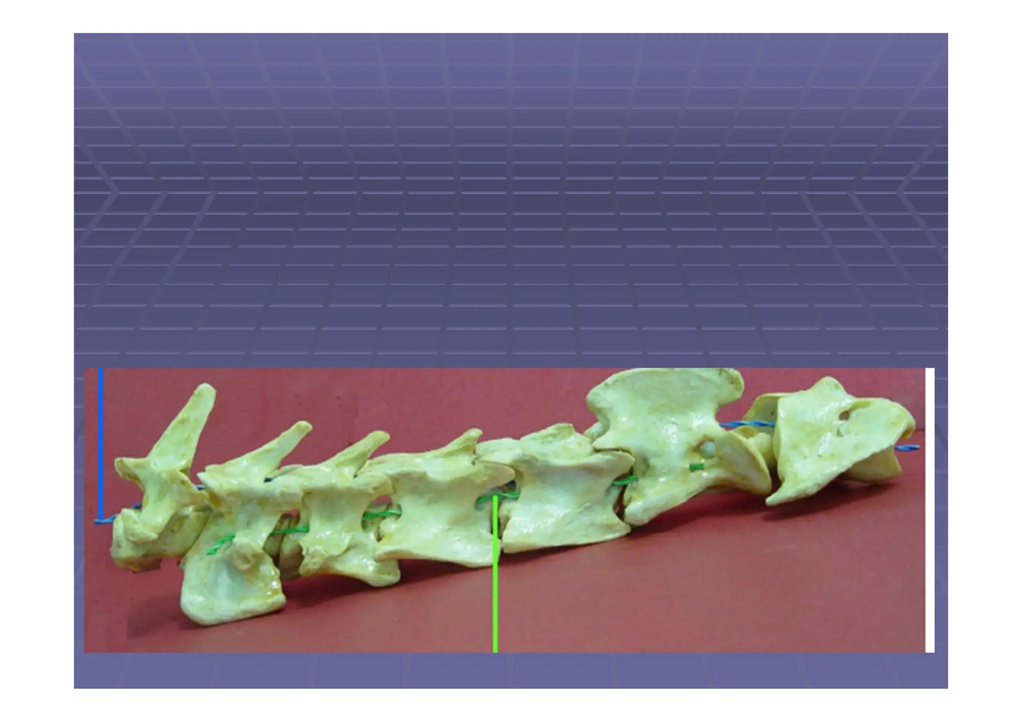 Columna vertebral de los animales domésticos.pdf