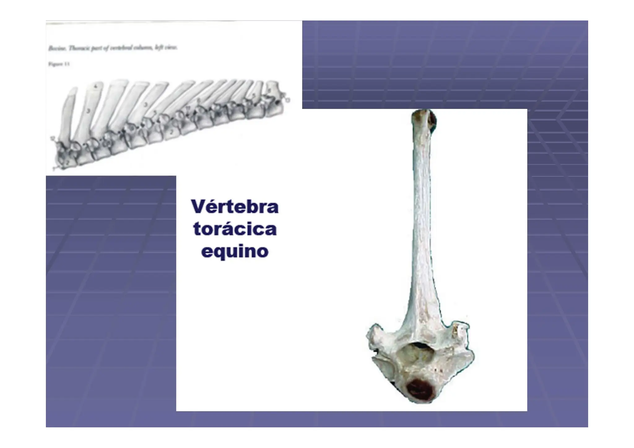 Columna vertebral de los animales domésticos.pdf