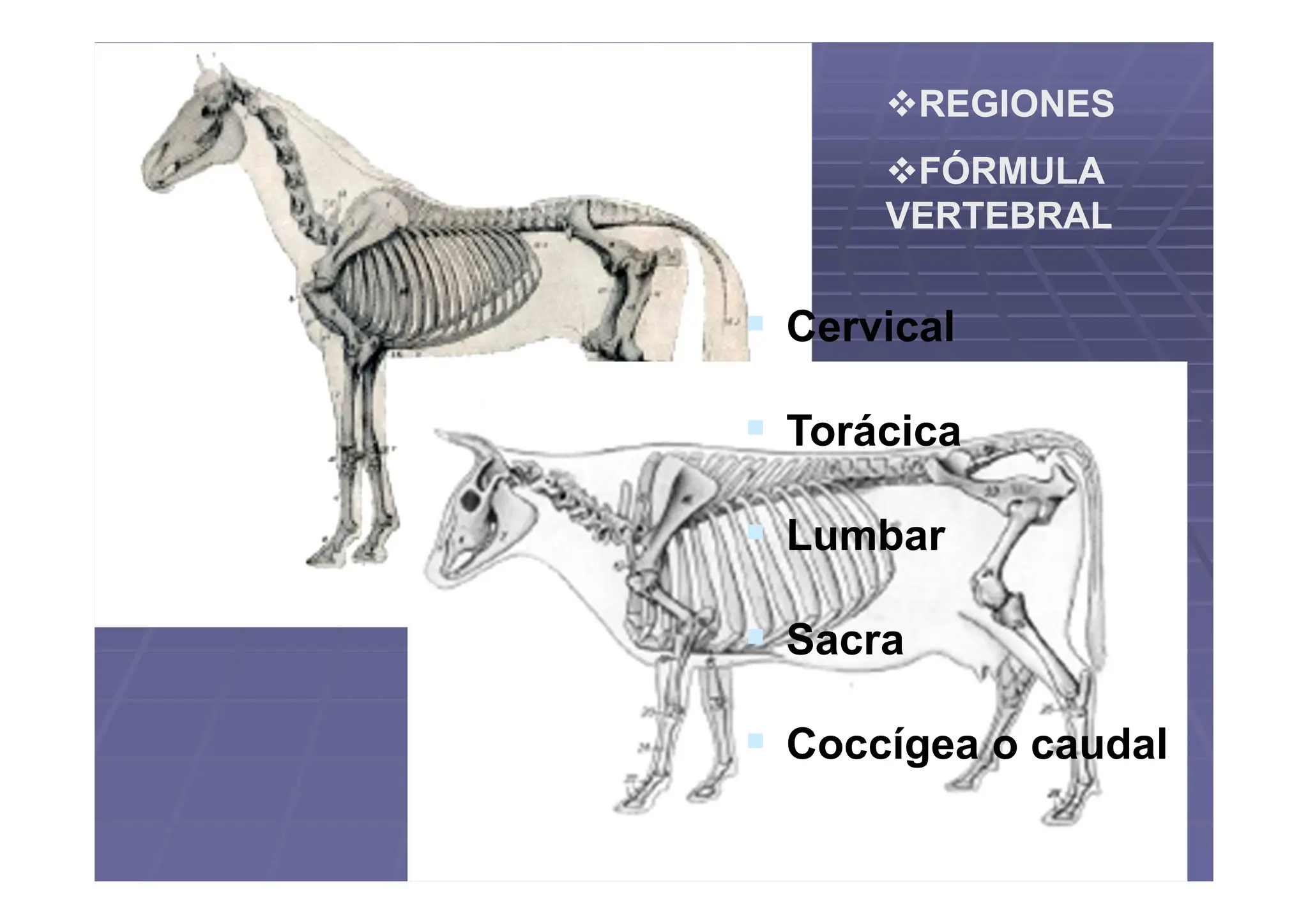 Columna vertebral de los animales domésticos.pdf