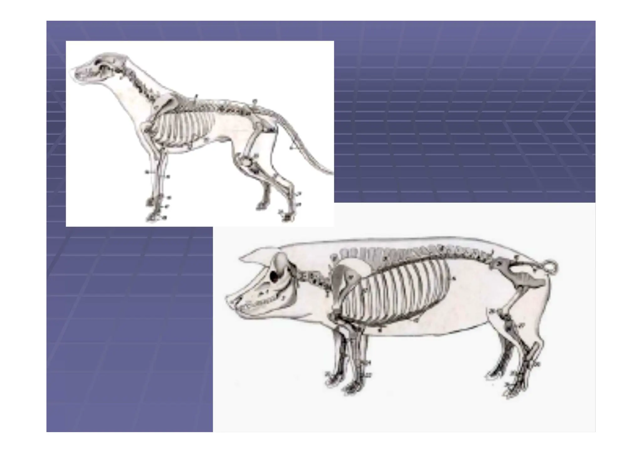 Columna vertebral de los animales domésticos.pdf