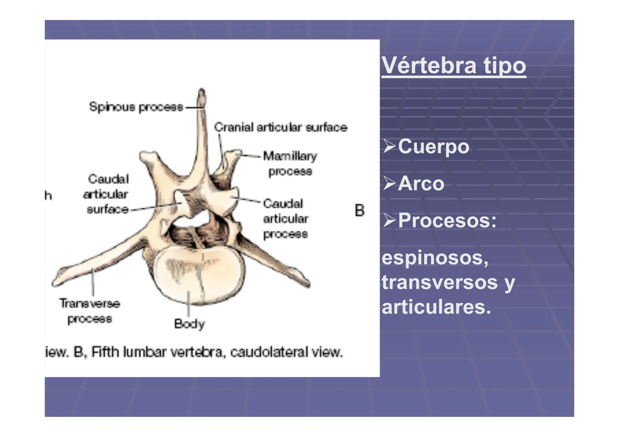 Columna vertebral de los animales domésticos.pdf