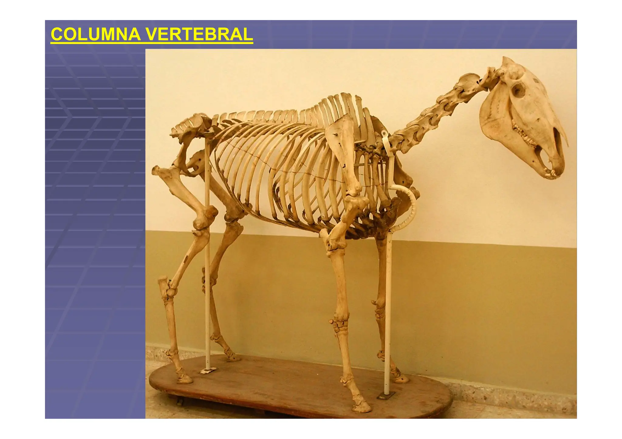 Columna vertebral de los animales domésticos.pdf