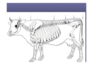 Columna vertebral de los animales domésticos.pdf