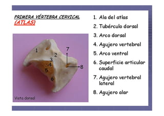 Columna vertebral de los animales domésticos.pdf