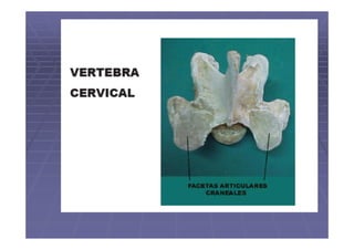 Columna vertebral de los animales domésticos.pdf