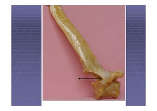 Columna vertebral de los animales domésticos.pdf