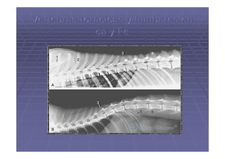 Columna vertebral de los animales domésticos.pdf