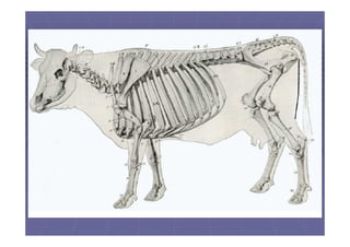 Columna vertebral de los animales domésticos.pdf