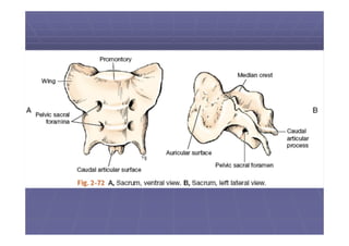 Columna vertebral de los animales domésticos.pdf