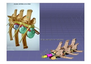 Columna vertebral de los animales domésticos.pdf