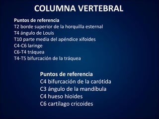 ANATOMIA DE LA COLUMNA VERTEBRAL CERVICALES, TORACICAS, LUMBARES Y ...