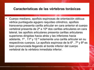 Características de las vértebras toráxicas

• Cuerpo mediano, apofisis espinosas de orientación oblicua
  vértice puntiaguda agujero raquídeo cilíndrico, apofisis
  transversa presenta carilla articular en cara anterior el cuerpo
  vertebral presenta de 2ª a 10ª dos carillas articulares en cara
  lateral, las apofisis articulares presenta carillas articulares
  superiores dirigidas hacia atrás y las inferiores hacia
  adelante, 1ª , 11ª y 12 ª solamente una carilla articular en su
  respectivos cuerpos. La apofisis espinosa de la 6º , 7ª y 8ª es
  bien pronunciada llegando al borde inferior del cuerpo
  vertebral de la vértebra inmediata inferior.
 