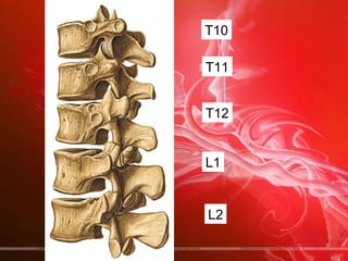 T10

T11


T12


L1


L2
 