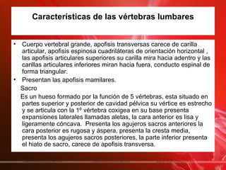 Características de las vértebras lumbares


• Cuerpo vertebral grande, apofisis transversas carece de carilla
  articular, apofisis espinosa cuadriláteras de orientación horizontal ,
  las apofisis articulares superiores su carilla mira hacia adentro y las
  carillas articulares inferiores miran hacia fuera, conducto espinal de
  forma triangular.
• Presentan las apofisis mamilares.
  Sacro
  Es un hueso formado por la función de 5 vértebras, esta situado en
  partes superior y posterior de cavidad pélvica su vértice es estrecho
  y se articula con la 1º vértebra coxigea en su base presenta
  expansiones laterales llamadas aletas, la cara anterior es lisa y
  ligeramente cóncava. Presenta los agujeros sacros anteriores la
  cara posterior es rugosa y áspera, presenta la cresta media,
  presenta los agujeros sacros posteriores, la parte inferior presenta
  el hiato de sacro, carece de apofisis transversa.
 