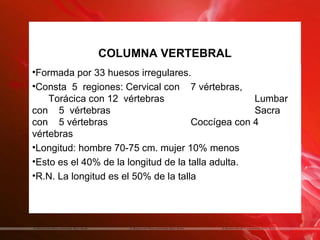 COLUMNA VERTEBRAL
•Formada por 33 huesos irregulares.
•Consta 5 regiones: Cervical con 7 vértebras,
    Torácica con 12 vértebras                      Lumbar
con 5 vértebras                                    Sacra
con 5 vértebras                       Coccígea con 4
vértebras
•Longitud: hombre 70-75 cm. mujer 10% menos
•Esto es el 40% de la longitud de la talla adulta.
•R.N. La longitud es el 50% de la talla
 
