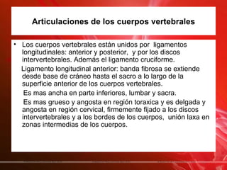 Articulaciones de los cuerpos vertebrales

• Los cuerpos vertebrales están unidos por ligamentos
  longitudinales: anterior y posterior, y por los discos
  intervertebrales. Además el ligamento cruciforme.
  Ligamento longitudinal anterior: banda fibrosa se extiende
  desde base de cráneo hasta el sacro a lo largo de la
  superficie anterior de los cuerpos vertebrales.
   Es mas ancha en parte inferiores, lumbar y sacra.
   Es mas grueso y angosta en región toraxica y es delgada y
  angosta en región cervical, firmemente fijado a los discos
  intervertebrales y a los bordes de los cuerpos, unión laxa en
  zonas intermedias de los cuerpos.
 