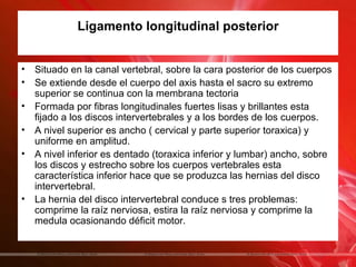 Ligamento longitudinal posterior


•   Situado en la canal vertebral, sobre la cara posterior de los cuerpos
•   Se extiende desde el cuerpo del axis hasta el sacro su extremo
    superior se continua con la membrana tectoria
•   Formada por fibras longitudinales fuertes lisas y brillantes esta
    fijado a los discos intervertebrales y a los bordes de los cuerpos.
•   A nivel superior es ancho ( cervical y parte superior toraxica) y
    uniforme en amplitud.
•   A nivel inferior es dentado (toraxica inferior y lumbar) ancho, sobre
    los discos y estrecho sobre los cuerpos vertebrales esta
    característica inferior hace que se produzca las hernias del disco
    intervertebral.
•   La hernia del disco intervertebral conduce s tres problemas:
    comprime la raíz nerviosa, estira la raíz nerviosa y comprime la
    medula ocasionando déficit motor.
 
