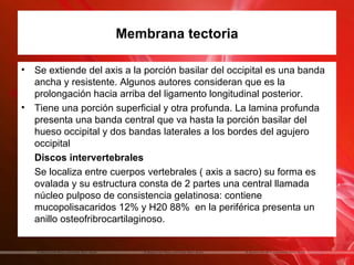 Membrana tectoria

•   Se extiende del axis a la porción basilar del occipital es una banda
    ancha y resistente. Algunos autores consideran que es la
    prolongación hacia arriba del ligamento longitudinal posterior.
•   Tiene una porción superficial y otra profunda. La lamina profunda
    presenta una banda central que va hasta la porción basilar del
    hueso occipital y dos bandas laterales a los bordes del agujero
    occipital
    Discos intervertebrales
    Se localiza entre cuerpos vertebrales ( axis a sacro) su forma es
    ovalada y su estructura consta de 2 partes una central llamada
    núcleo pulposo de consistencia gelatinosa: contiene
    mucopolisacaridos 12% y H20 88% en la periférica presenta un
    anillo osteofribrocartilaginoso.
 