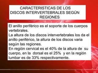 CARACTERISTICAS DE LOS
DISCOS INTERVERTEBRALES SEGÚN
             REGIONES

El anillo periférico es el soporte de los cuerpos
vertebrales.
La altura de los discos intervertebrales los da el
anillo periférico, la altura de los discos varia
según las regiones.
En región cervical es el 40% de la altura de su
cuerpo, en la dorsal es el 25% y en la región
lumbar es de 33% respectivamente.
 