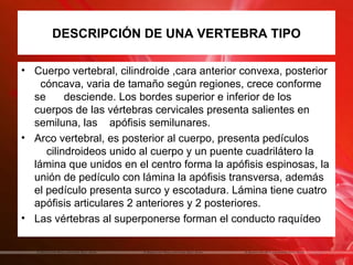 DESCRIPCIÓN DE UNA VERTEBRA TIPO

• Cuerpo vertebral, cilindroide ,cara anterior convexa, posterior
    cóncava, varia de tamaño según regiones, crece conforme
  se      desciende. Los bordes superior e inferior de los
  cuerpos de las vértebras cervicales presenta salientes en
  semiluna, las apófisis semilunares.
• Arco vertebral, es posterior al cuerpo, presenta pedículos
     cilindroideos unido al cuerpo y un puente cuadrilátero la
  lámina que unidos en el centro forma la apófisis espinosas, la
  unión de pedículo con lámina la apófisis transversa, además
  el pedículo presenta surco y escotadura. Lámina tiene cuatro
  apófisis articulares 2 anteriores y 2 posteriores.
• Las vértebras al superponerse forman el conducto raquídeo
 
