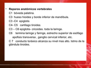 • Reparos anatómicos vertebrales
  C1 bóveda palatina.
  C3 hueso hioides y borde inferior de mandíbula.
  C3 -C4 epiglotis
  C4- C5 cartílago tiroides
  C3 – C6 epiglotis- cricoides. toda la laringe.
  C6 termina laringe y faringe, estrecho superior de esófago
     apofisis transversa , ganglio cervical inferior, etc.
  C 7 conducto toráxico alcanza su nivel mas alto. Istmo de la
  glándula tiroides.
 