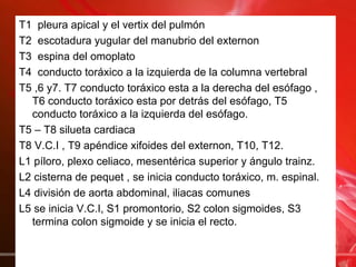 T1 pleura apical y el vertix del pulmón
T2 escotadura yugular del manubrio del externon
T3 espina del omoplato
T4 conducto toráxico a la izquierda de la columna vertebral
T5 ,6 y7. T7 conducto toráxico esta a la derecha del esófago ,
  T6 conducto toráxico esta por detrás del esófago, T5
  conducto toráxico a la izquierda del esófago.
T5 – T8 silueta cardiaca
T8 V.C.I , T9 apéndice xifoides del externon, T10, T12.
L1 píloro, plexo celiaco, mesentérica superior y ángulo trainz.
L2 cisterna de pequet , se inicia conducto toráxico, m. espinal.
L4 división de aorta abdominal, iliacas comunes
L5 se inicia V.C.I, S1 promontorio, S2 colon sigmoides, S3
  termina colon sigmoide y se inicia el recto.
 