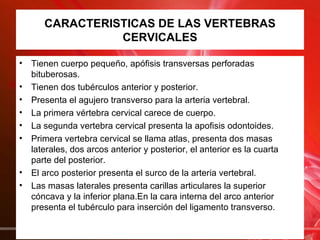 CARACTERISTICAS DE LAS VERTEBRAS
                 CERVICALES

•   Tienen cuerpo pequeño, apófisis transversas perforadas
    bituberosas.
•   Tienen dos tubérculos anterior y posterior.
•   Presenta el agujero transverso para la arteria vertebral.
•   La primera vértebra cervical carece de cuerpo.
•   La segunda vertebra cervical presenta la apofisis odontoides.
•   Primera vertebra cervical se llama atlas, presenta dos masas
    laterales, dos arcos anterior y posterior, el anterior es la cuarta
    parte del posterior.
•   El arco posterior presenta el surco de la arteria vertebral.
•   Las masas laterales presenta carillas articulares la superior
    cóncava y la inferior plana.En la cara interna del arco anterior
    presenta el tubérculo para inserción del ligamento transverso.
 
