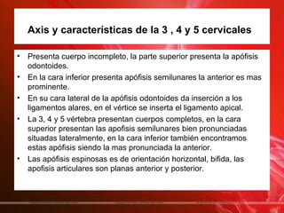 Axis y características de la 3 , 4 y 5 cervicales

•   Presenta cuerpo incompleto, la parte superior presenta la apófisis
    odontoides.
•   En la cara inferior presenta apófisis semilunares la anterior es mas
    prominente.
•   En su cara lateral de la apófisis odontoides da inserción a los
    ligamentos alares, en el vértice se inserta el ligamento apical.
•   La 3, 4 y 5 vértebra presentan cuerpos completos, en la cara
    superior presentan las apofisis semilunares bien pronunciadas
    situadas lateralmente, en la cara inferior también encontramos
    estas apófisis siendo la mas pronunciada la anterior.
•   Las apófisis espinosas es de orientación horizontal, bifida, las
    apofisis articulares son planas anterior y posterior.
 