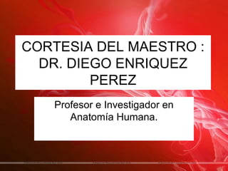 CORTESIA DEL MAESTRO :
  DR. DIEGO ENRIQUEZ
         PEREZ
   Profesor e Investigador en
      Anatomía Humana.
 