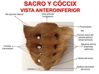 Promontorio
Ala
Ala (porción lateral) Cara articular
lumbosacro
SACRO Y CÓCCIX
VISTA ANTEROINFERIOR
Crestas
transversas
Agujeros sacros
anteriores
(pélvicos)
Porción sacra del
reborde pélvico
(limite terminal)
Cóccix
Apófisis transversa
del cóccix
Vértice del sacro
 