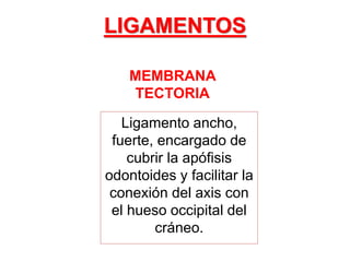 MEMBRANA
TECTORIA
Ligamento ancho,
fuerte, encargado de
cubrir la apófisis
odontoides y facilitar la
conexión del axis con
el hueso occipital del
cráneo.
LIGAMENTOS
 